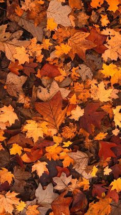 many different colored leaves are scattered on the ground in this photo, including oranges and yellows