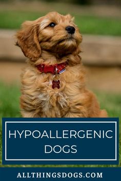 a brown dog sitting in the grass with text overlay that reads hypoallergenic dogs