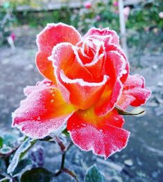 a red rose with frost on it's petals in the middle of a garden