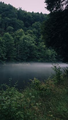 a body of water surrounded by trees in the middle of a forest with fog on it