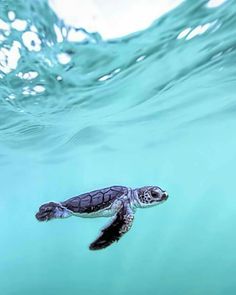 a baby turtle swimming in the ocean