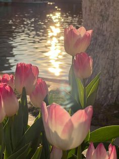 pink tulips are blooming in front of the water at sunset or sunrise