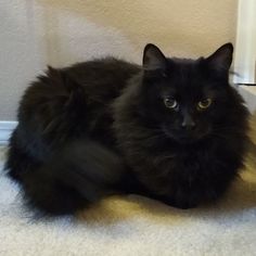 a fluffy black cat laying on the floor