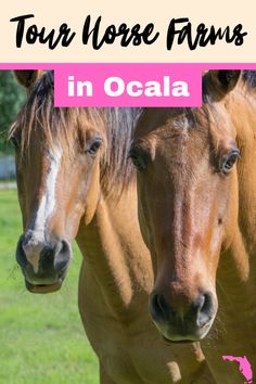 two brown horses standing next to each other on a lush green field with text overlay reading tour horse farms in ocalaa