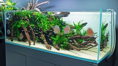 an aquarium filled with plants and fish in the middle of a wall mounted display case