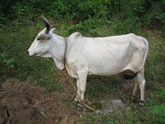 a white cow standing on top of a lush green field