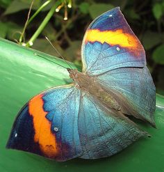 a blue and orange butterfly sitting on top of a green plant