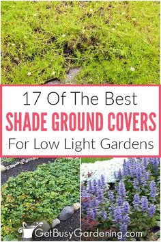 the best shade ground covers for low light gardens