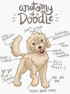 anatomy of a doodle dog