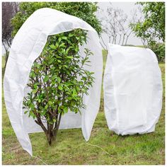 two trees are covered with white tarps in an open field, one tree is growing out of the ground