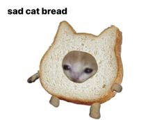 Cat Bread, Ugly Cat, Indoor Cats, Cat Tunnel, Silly Cats Pictures, Cute Cats Photos, Cat Icon, How To Apologize, Silly Animals