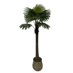 a palm tree in a pot on a white background