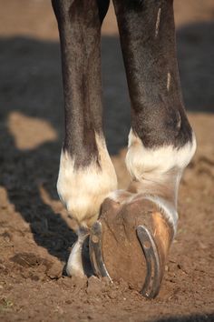 a close up of a horse's legs and hooves with dirt on the ground