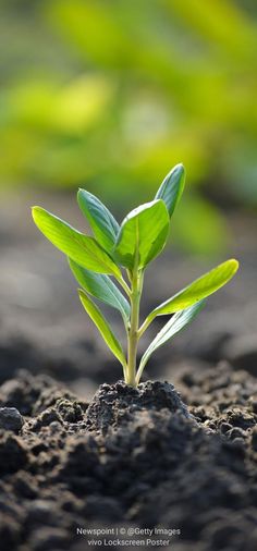 a young plant sprouts from the ground