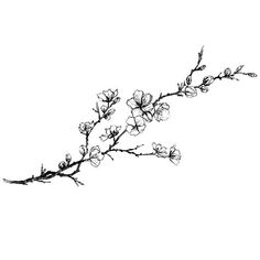 a black and white drawing of a branch with flowers