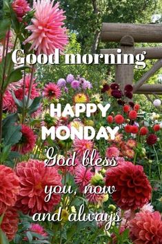 a garden filled with lots of flowers next to a wooden fence that says good morning happy monday