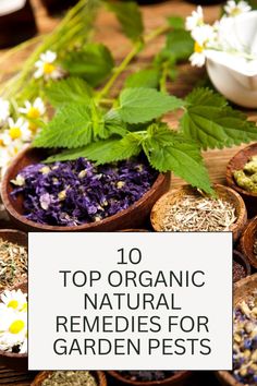 Top Organic Natural Remedies for Garden Pests Harmful Insects, Food Scraps, Healthy Garden, Sustainable Garden