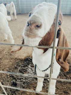 there is a goat that is looking through the fence