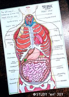 a diagram of the human body and its organs on a table with text overlay