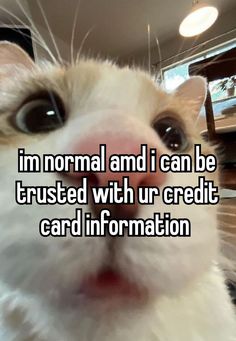 a cat looking up with the caption i'm normal and i can be trusted with ur credit card information