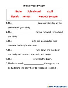 the nervous system worksheet for students to learn how to read and understand it