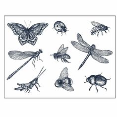 various insects drawn in ink on white paper