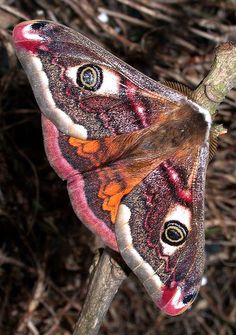 a close up of a butterfly on a branch