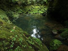 a stream running through a lush green forest filled with rocks and mossy vegetation on the side of a cliff