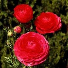 three red flowers with green leaves in the background