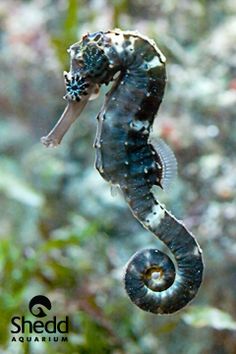 a sea horse is hanging upside down in the water