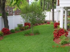 a garden with red flowers and trees in the back yard, next to a white fence