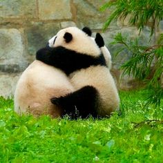 two black and white panda bears sitting on the grass in front of a glass enclosure