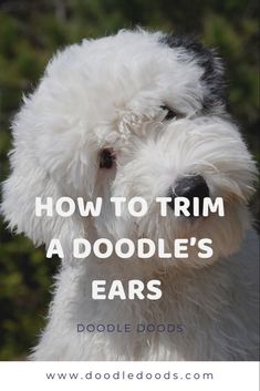 an adorable white dog with the words how to trim a doodle's ears