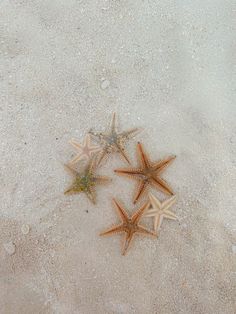 five starfishs are laying on the sand together