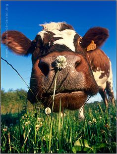 a brown and white cow standing on top of a lush green field next to tall grass