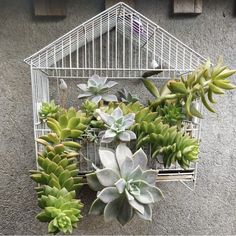 a white birdcage filled with succulents on top of a wall