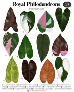 different types of leaves are shown in this image, with the names royal phlodendrons