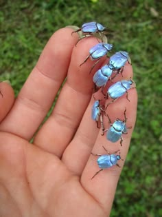 several blue bugs sitting on the palm of someone's hand