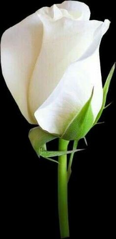 a white rose with the words feli's damingo written below it