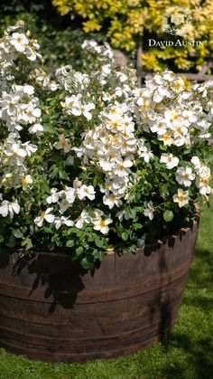 white and yellow flowers in a wooden barrel