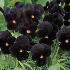 black flowers with yellow centers in the middle of some green leaves and grass on the ground