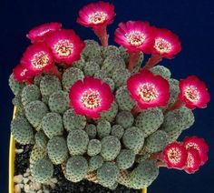 a potted plant with pink flowers in it