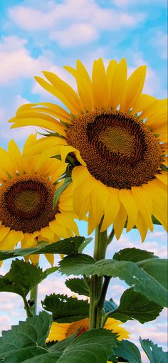 three large sunflowers are blooming in front of a blue sky with clouds