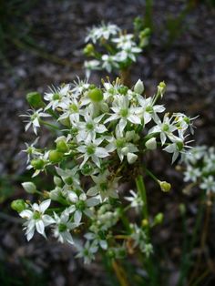 some white flowers are growing in the dirt