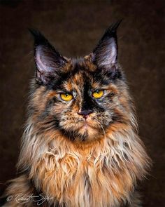 a long haired cat with yellow eyes looks at the camera while sitting on a black surface