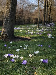 many purple and white flowers are in the grass