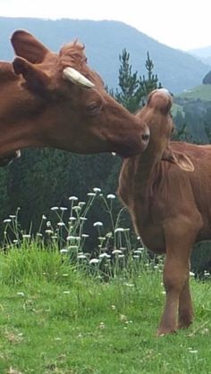 two brown cows standing on top of a lush green field