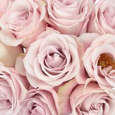 Secret Blush Garden Roses up close Diy Flower Arrangements Wedding, Rose Garden Landscape, Lavender Petals, Vintage Garden Decor, Lawn Edging, Classic Garden, Garden Rose, Flower Care, Diy Wedding Flowers