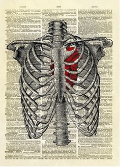 an illustration of the ribs and ribcage on dictionary book page art print in black and white