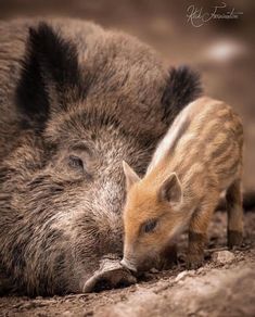 two wild boars cuddle together in the dirt